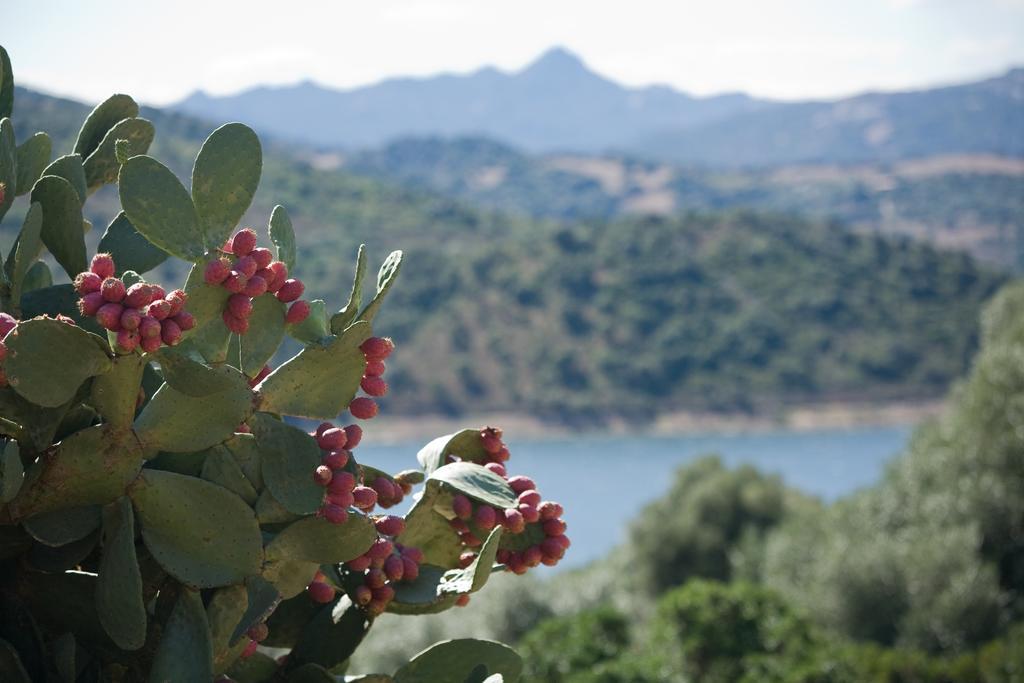 Liscia Country Relais Vendégház Sant'Antonio di Gallura Kültér fotó